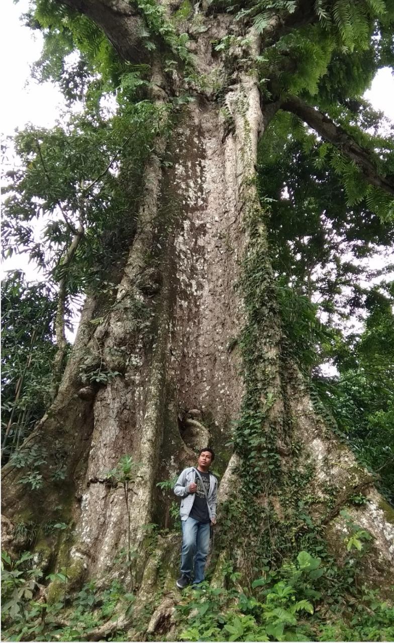 Ratusan Warga Telah Pergi, Randu Alas Tetap Kokoh Berdiri