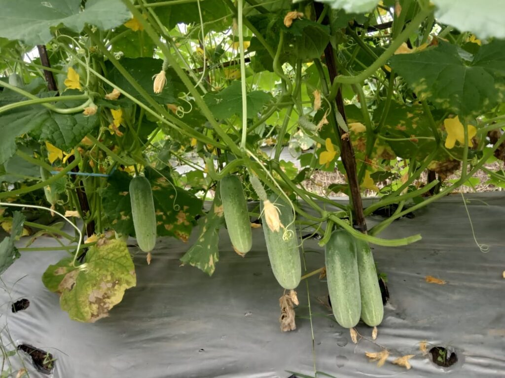 Serba-serbi Timun Baby 5 IMG 20221108 WA0035