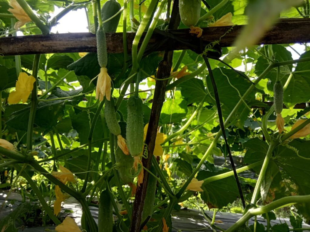 Serba-serbi Timun Baby 4 IMG 20221108 WA0041