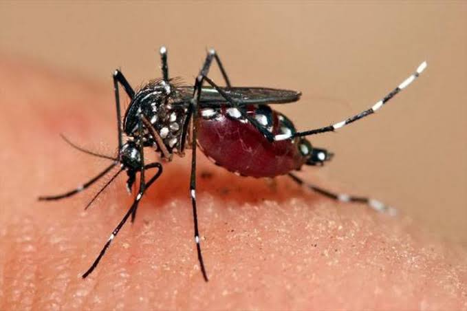 Penebaran dan Pembiakan Nyamuk Wolbachia Harus Dihentikan, Buat Resah Mengancam Hidup dan Lingkungan