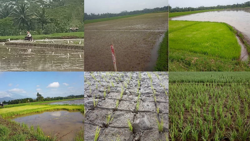 Musim Labuh, Tandur, yuk, Tandur!