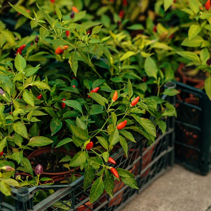 Ternyata Begini! Rahasia Menanam Cabai Rawit Yang Benar 2