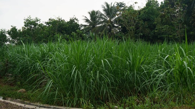 Tips Beternak Sapi 3 rumput gajah pakan sapi